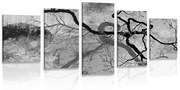 5-részes kép szürreális fák fekete fehér kivitelben