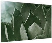 Kép - Zöld agávé (90x60 cm)
