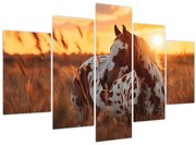 Kép - Ló naplementében (150x105 cm)