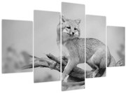 Kép - Szürke róka (150x105 cm)