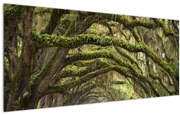 Kép - Oaks Avenue, Charleston, Dél-Karolina, Egyesült Államok (120x50 cm)