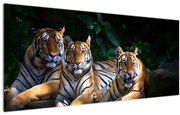 Kép - Tigris testvérek (120x50 cm)