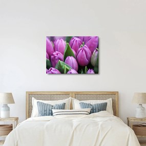 Kép - tulipánok (70x50 cm)