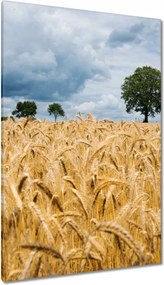 Vászonkép 80x120 Mező az aratás előtt Rozs