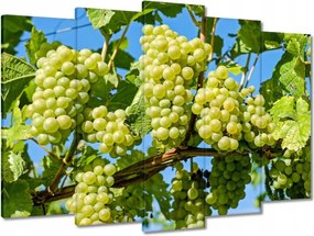 Vászonkép 70x50 Zöld szőlő