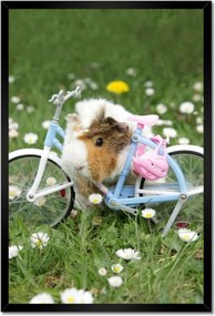 Poszterek keretben 40x60 Tengerimalac a réten