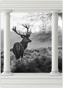Poszterek 50x70 Szarvas a rikkancson