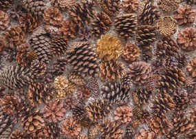 Poszter 84x59,5cm Fenyőtoboz, Assaf Frank