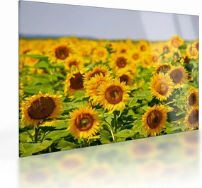 Üveg kép - Napraforgók (70x50 cm)