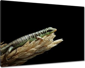 Vászonkép 100x70 Indonéz gyík