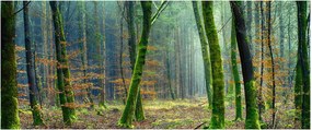 Az erdő képe (120x50 cm)