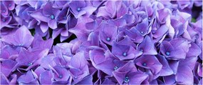 Lila virágok képe (120x50 cm)