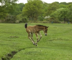 Poszter 60x50cm Csikó fut a mezőn, Assaf Frank