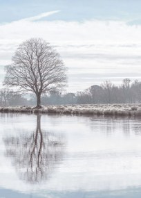 Poszter 50x70cm Fa tĂŒkrözĆdĂ©se a tĂłban, Assaf Frank