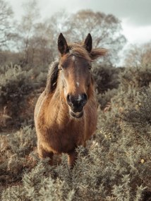 Poszter 30x40cm Ló a vadonban, Assaf Frank