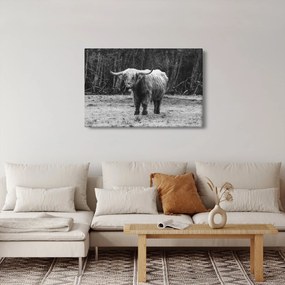 Kép - Skót tehén 3, fekete-fehér (90x60 cm)