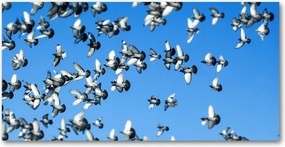 Fotó-kép edzett üveg Galambcsorda 140x70