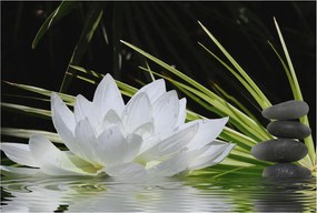 Fotótapéta Fali ragasztó szett Liliom meditáció 104x70 Ragasztó