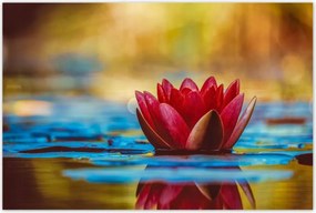 Poszterek 120x80 Vízi liliom Virág Víz