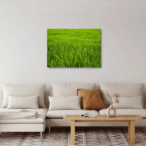 A fű képe (70x50 cm)