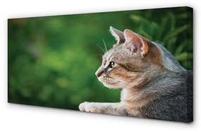 Canvas képek látszó macska 100x50 cm