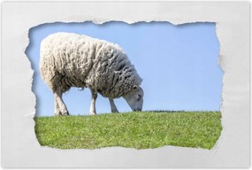 Poszterek 90x60 Bárány legeltetés közben