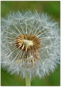 Poszterek 70x100 Pitypang Virág Virágok