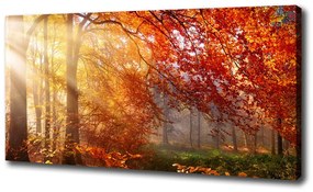 Feszített vászonkép Őszi erdőben oc-122248477