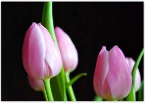 Poszterek 100x70 Lila tulipánok