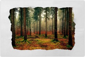 Poszterek 120x80 Erdei táj Kilátás