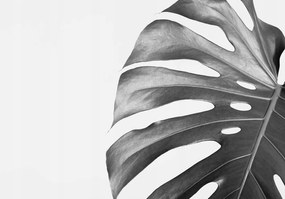 Monstera fotótapéta fehér minimalizmus levelek egzotikus 300x210 +ragasztó