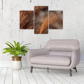 Kép - Cortaderia (90x60 cm)