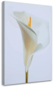 Gario Vászonkép Fehér kála Méret: 40 x 60 cm