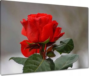 Vászonkép 80x60 Rózsa Virág Virágok Rózsa