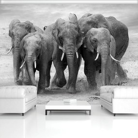 Fotótapéta - Elefántok (152,5x104 cm)