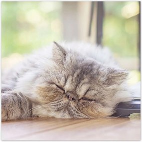 Poszterek 30x30 Cica Cicák