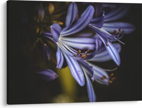 Kép - Lila (70x50 cm)