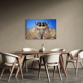 A pók részletének képe (90x60 cm)