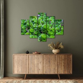 A pozsgás növények képe (150x105 cm)