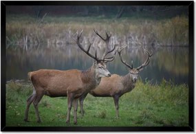 Poszterek keretben 60x40 Szarvasok a természetben Rét