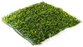 Hawaj sárga Buxus High műsövény | 100 x 100 cm