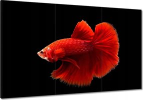 Vászonkép 120x80 Piros harcos hal