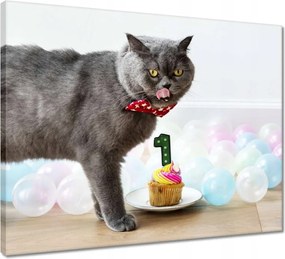 Vászonkép 50x40 Cica