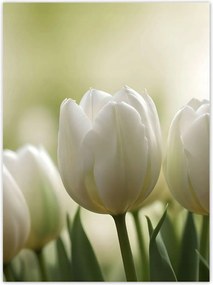 Poszterek 100x135 Fehér tulipánok