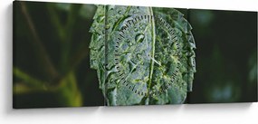 Kép - cseppek a levelen (órával) (90x30 cm)