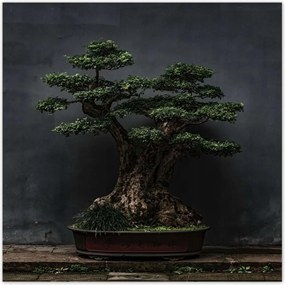 Poszterek 70x70 Bonsai Fa Kultúra