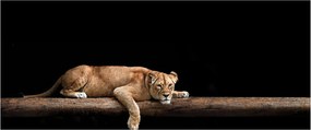 Kép - Lioness (120x50 cm)