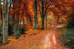 Fotótapéta őszi erdő
