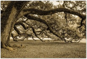 Poszterek 120x80 Erőteljes tölgy