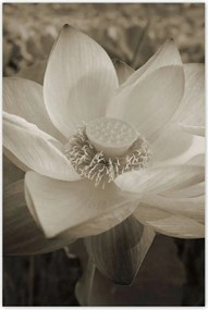 Poszterek 80x120 Lótusz Lótuszvirág